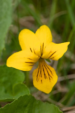Twin Flowered Violet