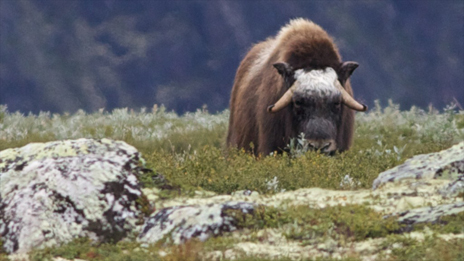 Keep a distance if you see a musk ox – for their safety as well as your own. Photo: Naturcentrum AB.