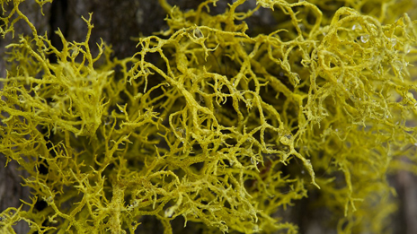 The intensely yellow-green wolf lichen contains toxic vulpinic acid.