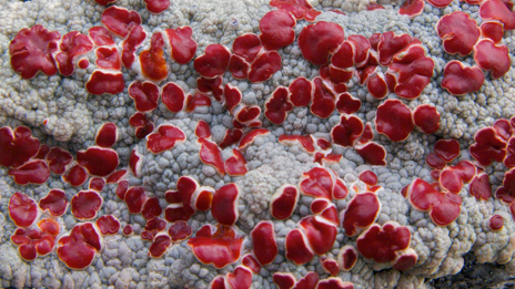 Vindlavens vackra röda fruktkroppar. Foto: Naturcentrum AB.