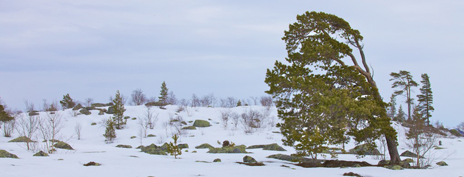 Timmerhuggning har format dessa glesa skogar. Foto: Naturcentrum AB.