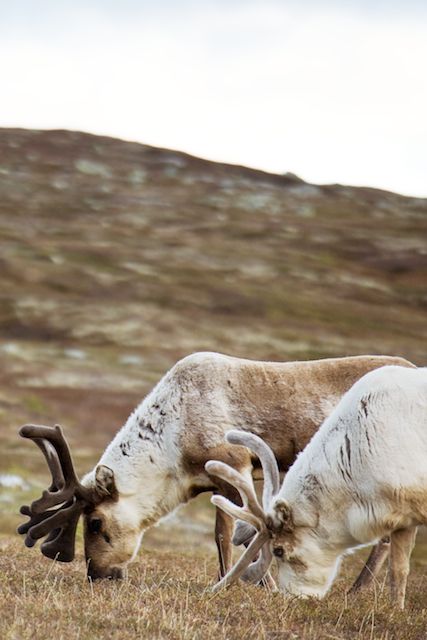 Spring-grazing reindeer.