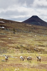 Reindeer pastureland at Mount Städjan. Photo: Kentaroo Tryman.