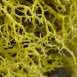 Wolf lichen. Photo: Naturcentrum AB.